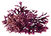 carragenina